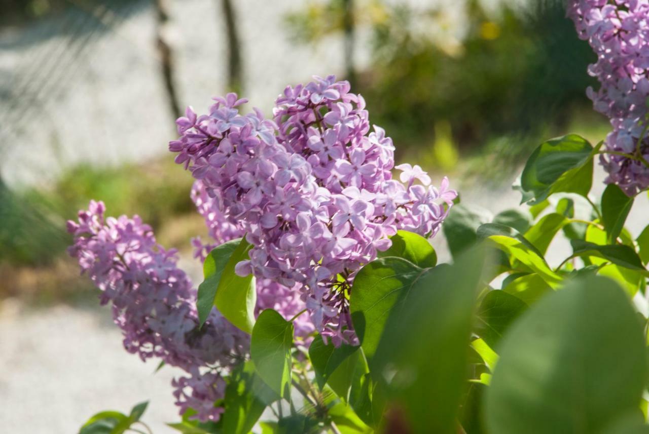 Calmancino Delle Selve Bed & Breakfast Urbino Eksteriør bilde